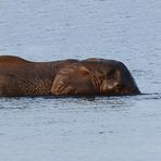 Schnorchelnder Elefant