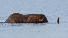 Schnorchelnder Elefant