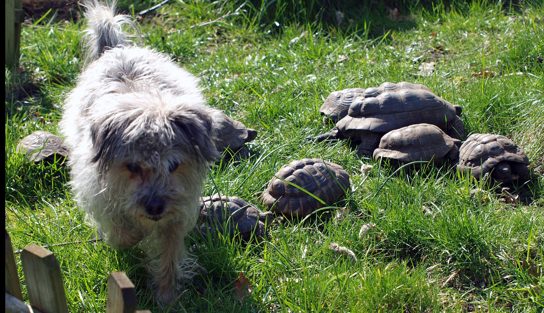 Schnuck, der Schildkrötenhütehund...