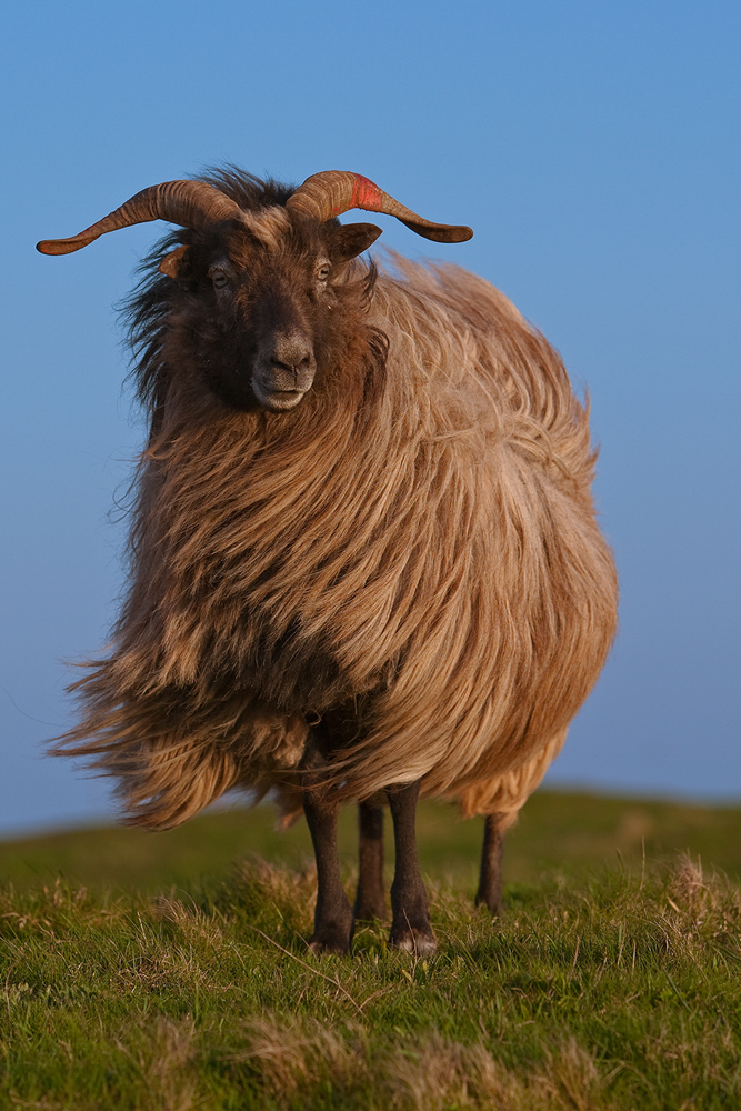 Schnucke auf Helgoland