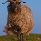 Schnucke auf Helgoland