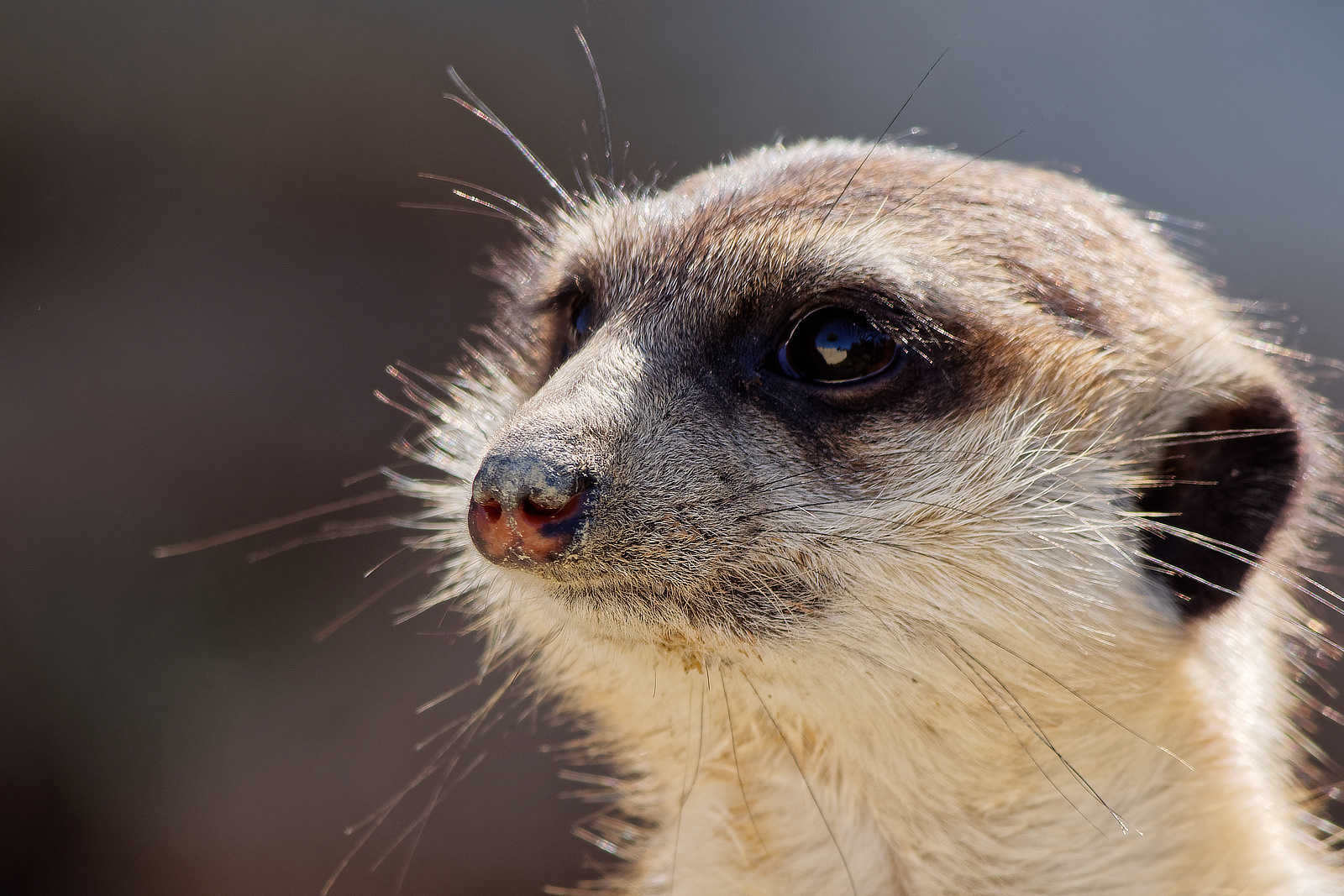 Schnuckelchen Foto & Bild | natur, zoo, tiere Bilder auf Schnuckelchen Foto & Bild | natur, zoo, tiere Bilder auf