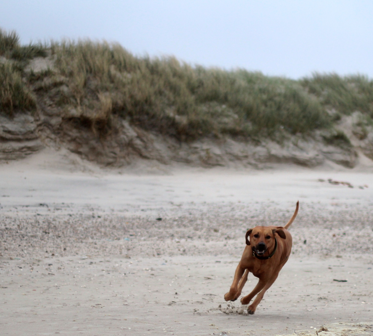 Schnucki am Strand