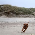 Schnucki am Strand