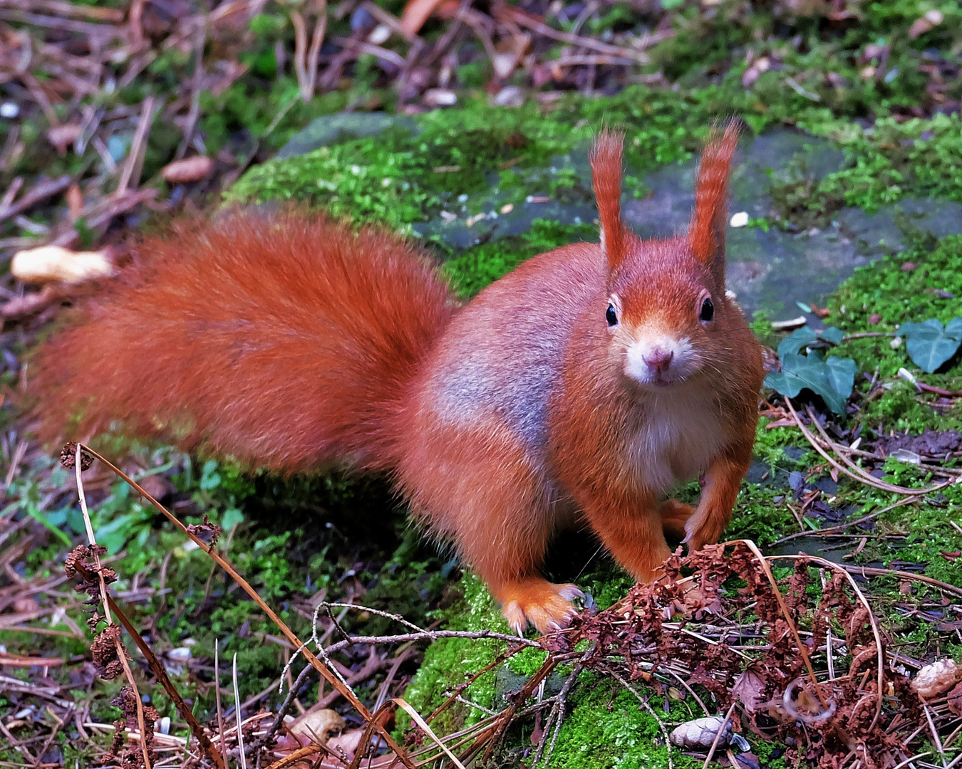 "Schnucki" aus dem Rombergpark