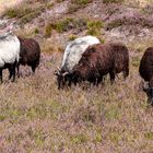 Schnuckis in der Besenheide