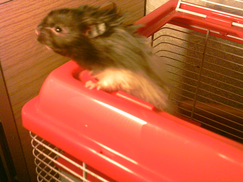 Schnuddel der Hamster meiner Schwester!
