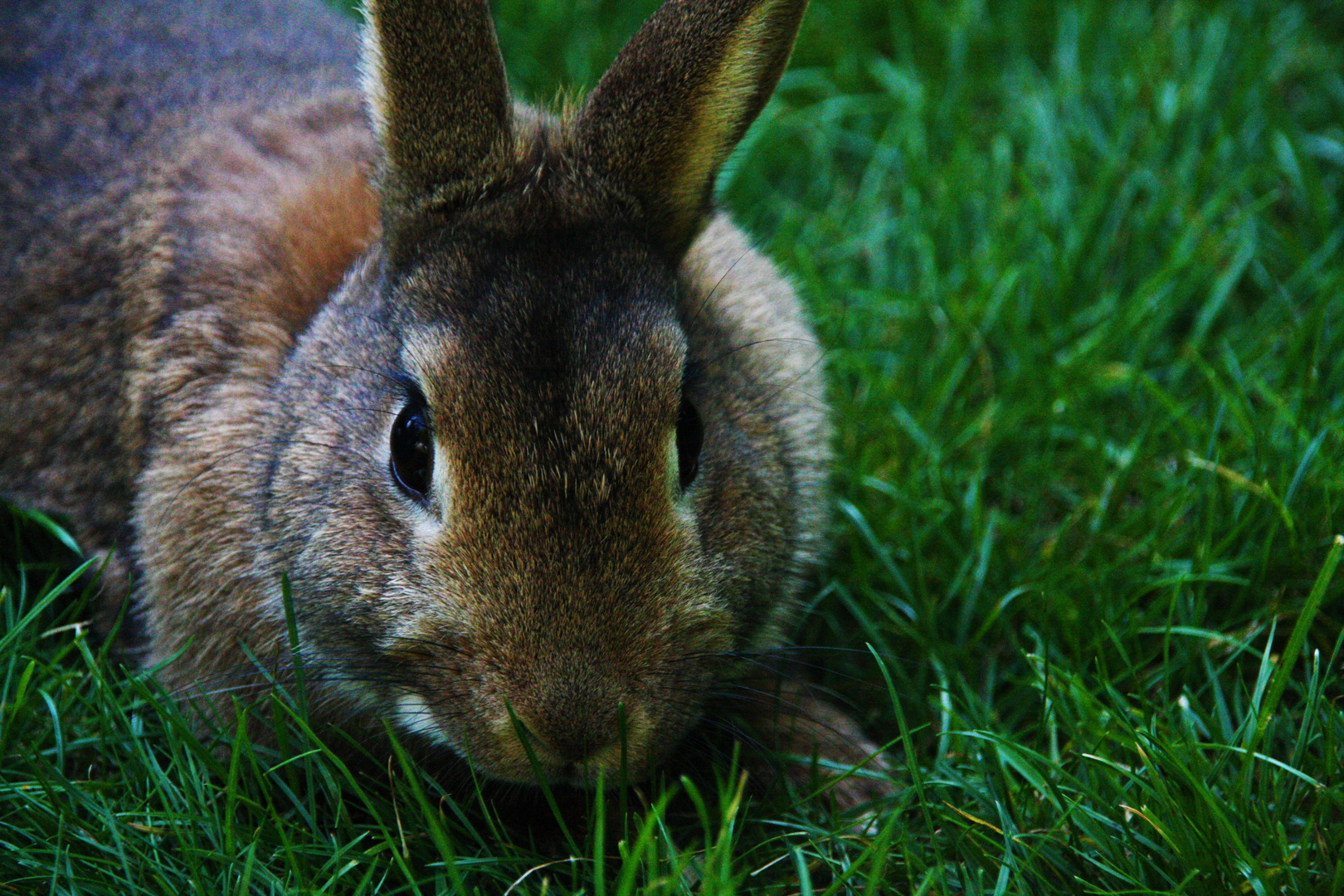 Schnüffel das Kaninchen