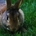 Schnüffel das Kaninchen