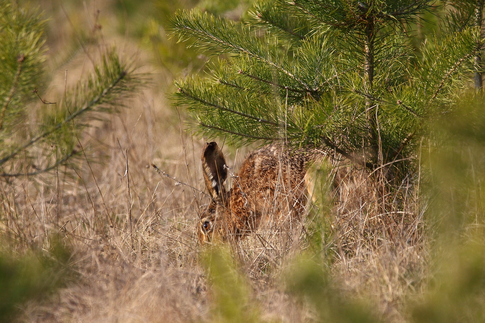 "SCHNÜFFEL HASE"