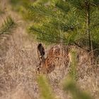 "SCHNÜFFEL HASE"