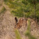 "SCHNÜFFEL HASE"