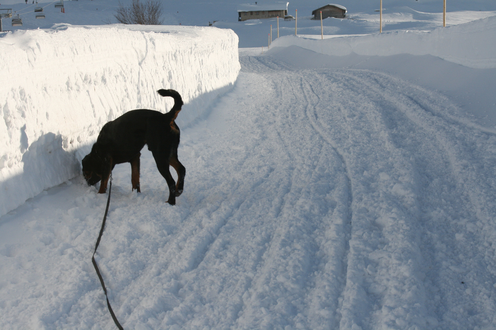 °°schnüffel°° im Schnee