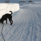 °°schnüffel°° im Schnee