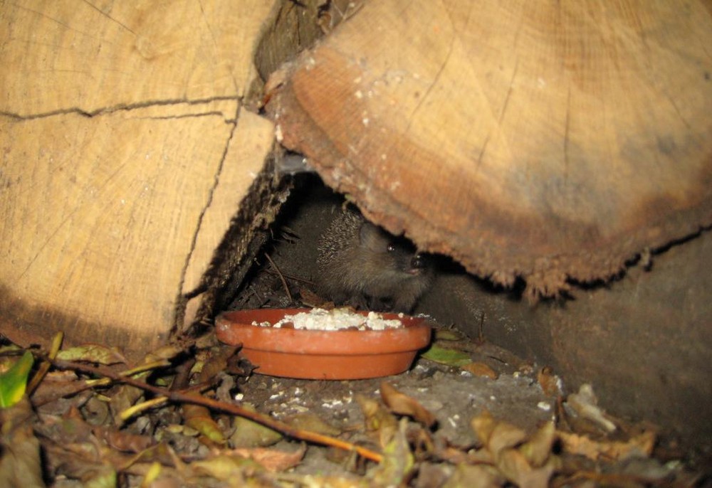 Schnüffel ~~~ schnüffel ~~~ das riecht aber lecker