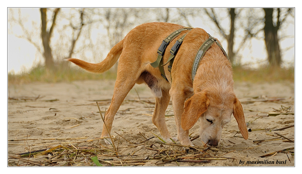 Schnüffeln im Sand