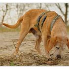 Schnüffeln im Sand