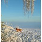 Schnüffeln im Schnee