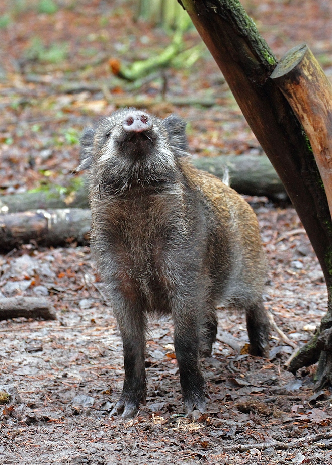 "Schnüffelnase" - oder "Wildsaurüssel"