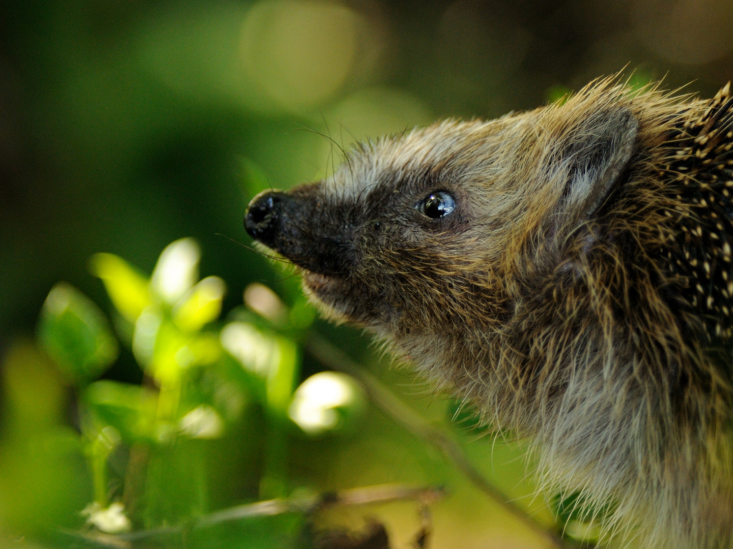 Schnüffelnder Igel