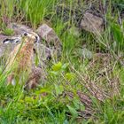 "SCHNÜFFEL(N...)HASE"