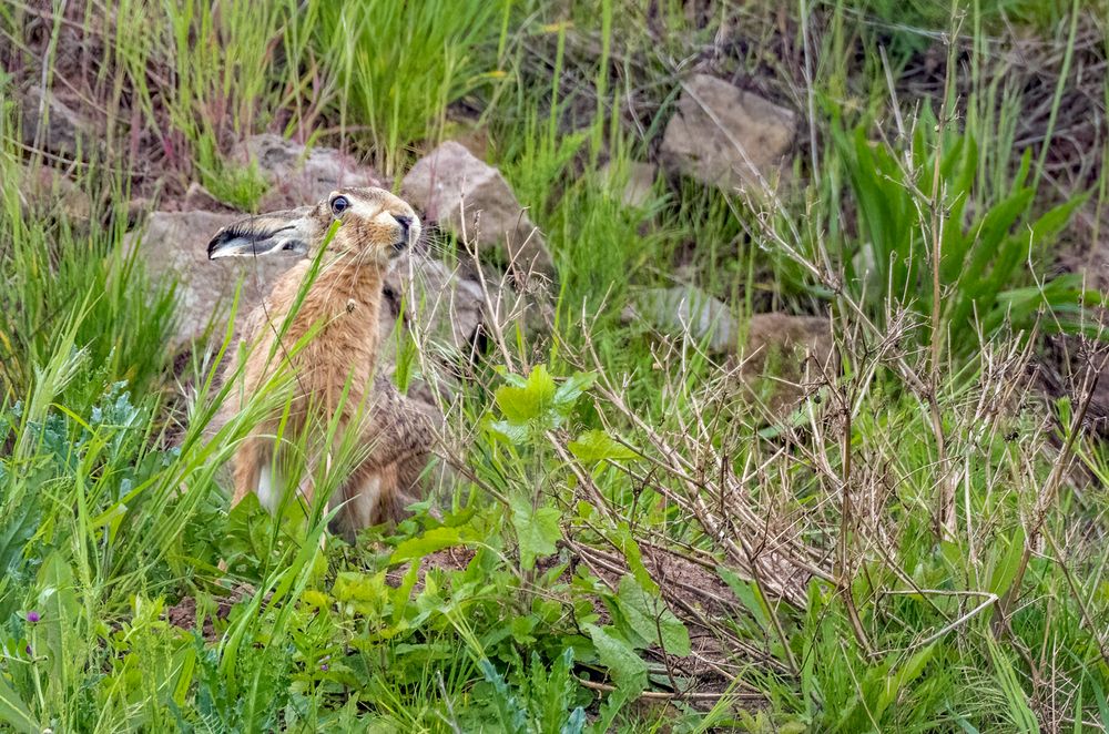 "SCHNÜFFEL(N...)HASE"