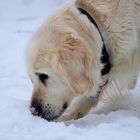 Schnüffler im Schnee