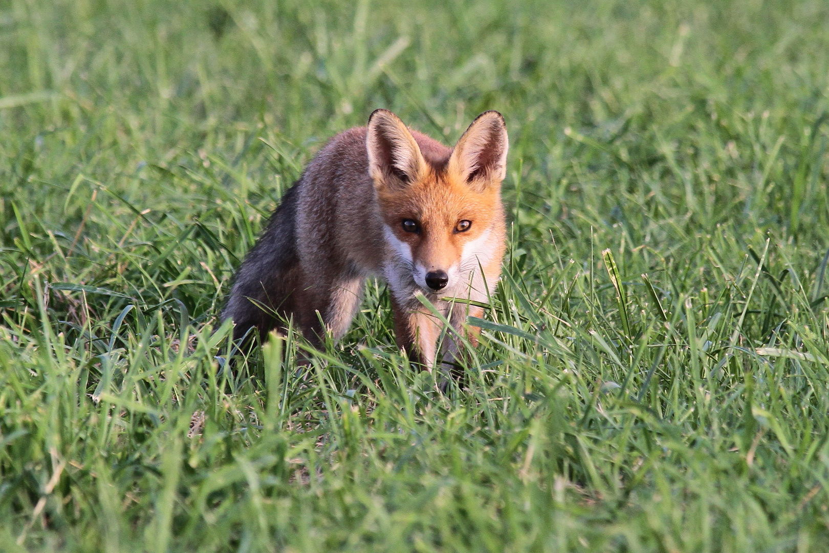 Schnürender Rotfuchs