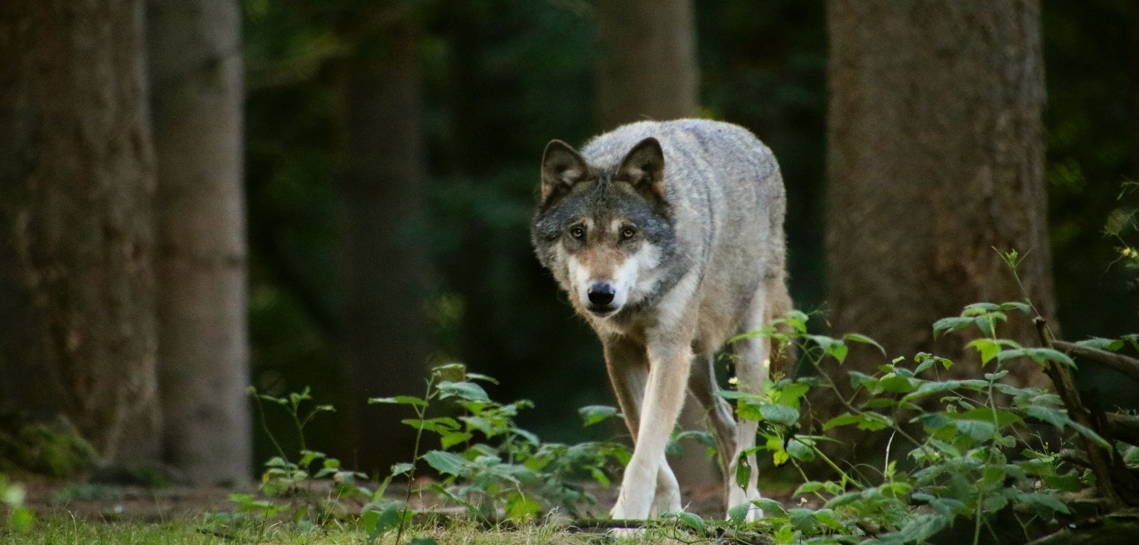 schnürender Wolf...