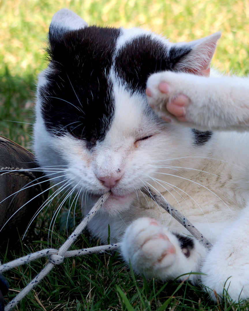 Schnürsenkelkatze