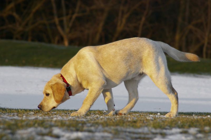 ...schnuffel...