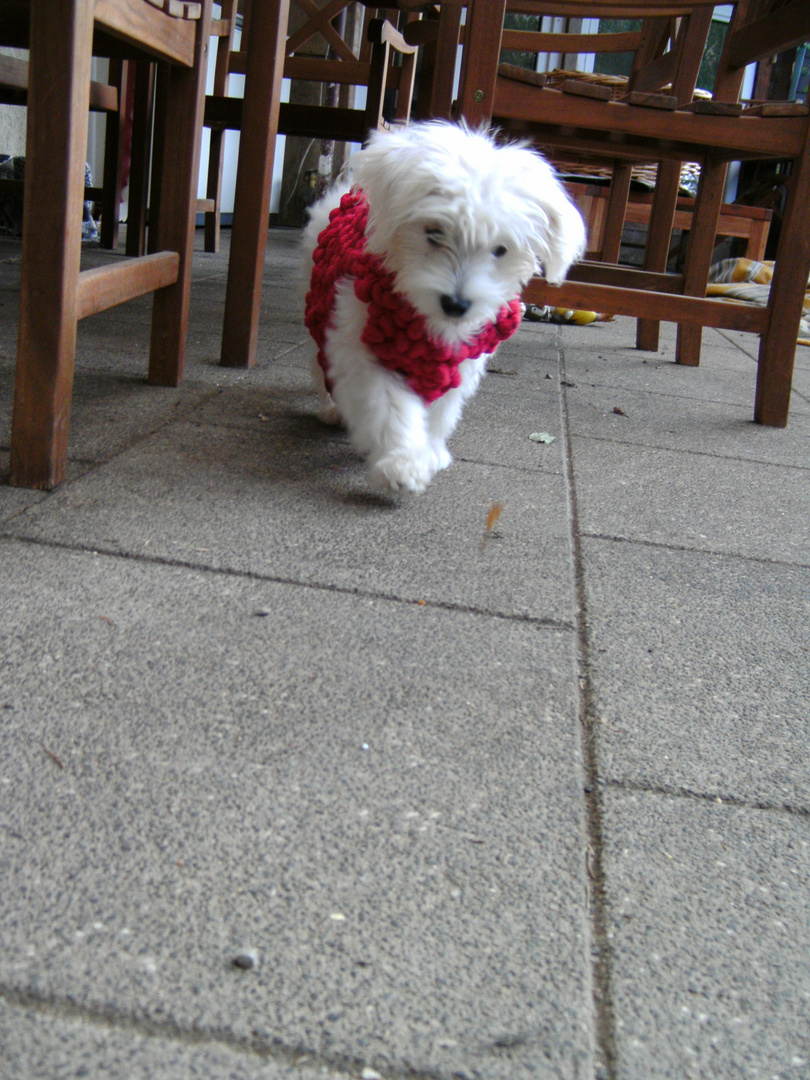 schnuffel im puffelrock