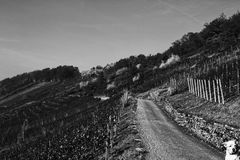 Schnuffelnase im Weinberg