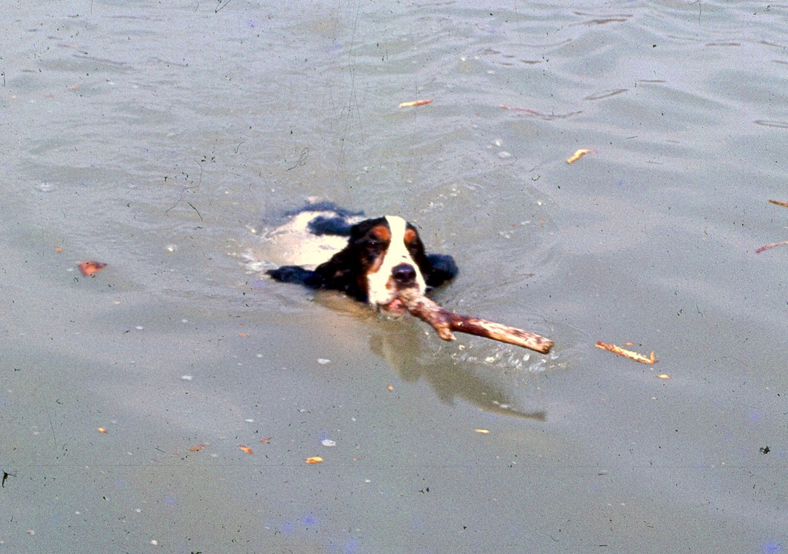 Schnuffi holt sich einen Stock aus dem Rhein