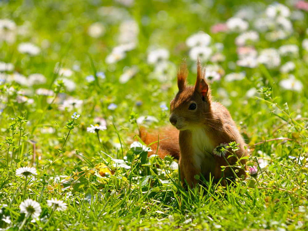 Schnupper Schnupper hier richts nach Futter