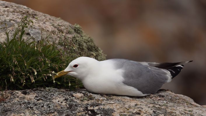 ------  * Schnupperkurs * ------