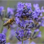 schnuppern am lavendel....