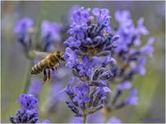 schnuppern am lavendel....