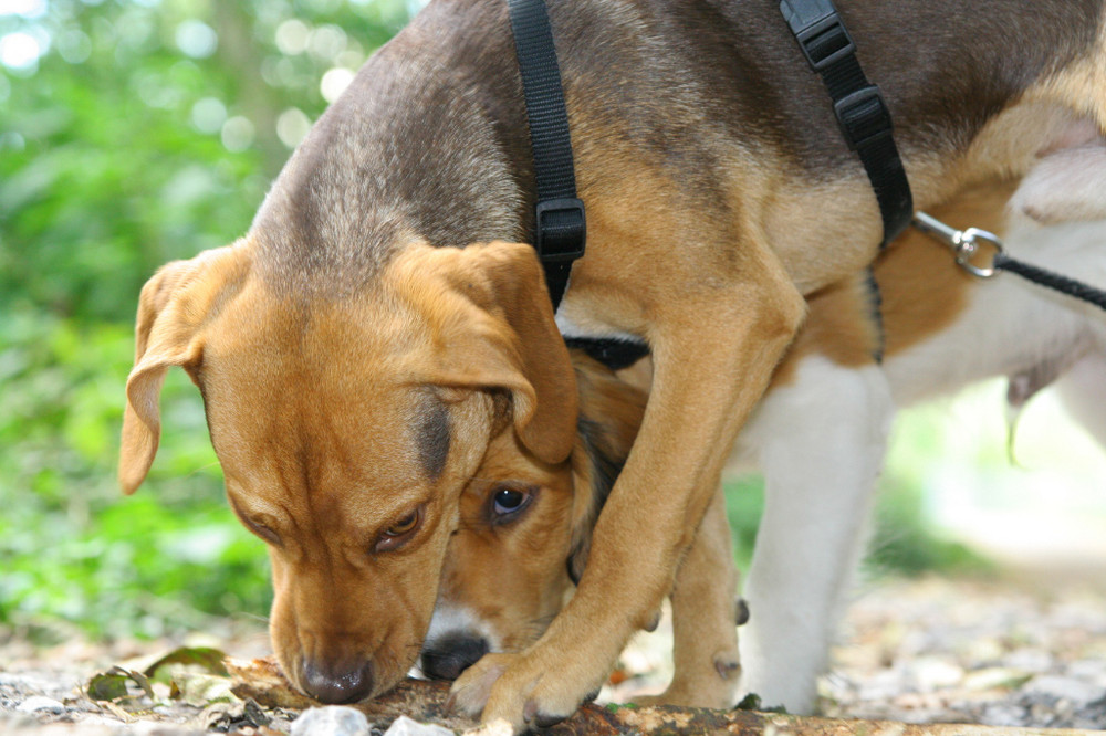 Schnuppern im Doppelpack