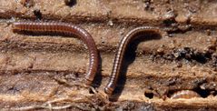 Schnurfüßer im heimischen Garten