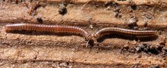 Schnurfüßer im heimischen Garten