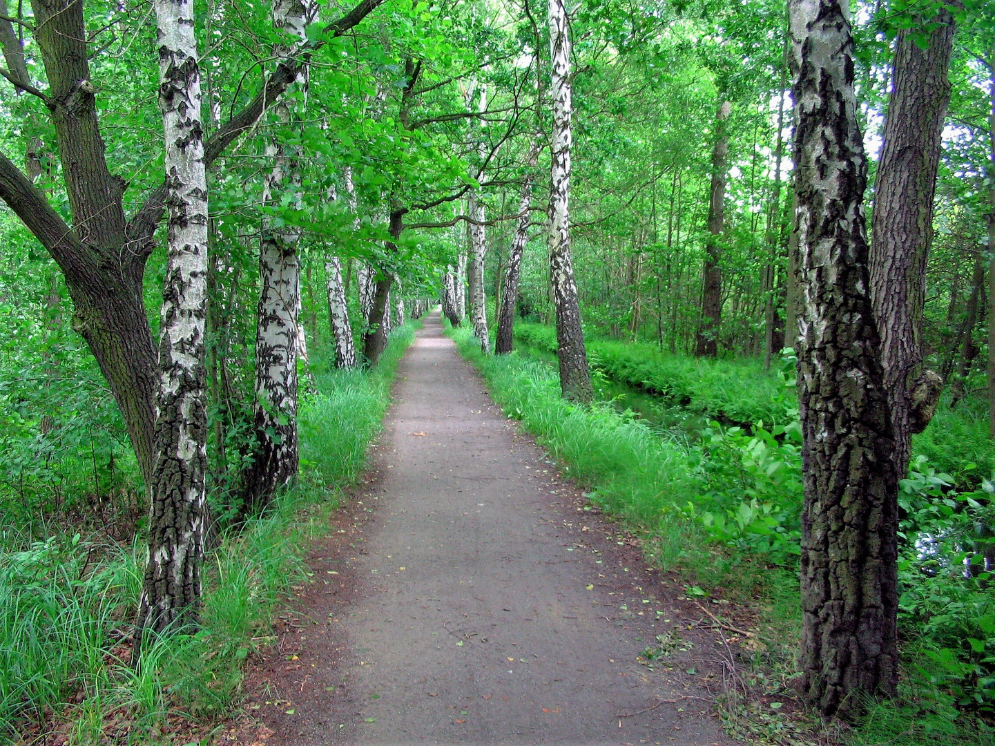 Schnurgerade Foto & Bild | weg, brandenburg, natur Bilder auf fotocommunity