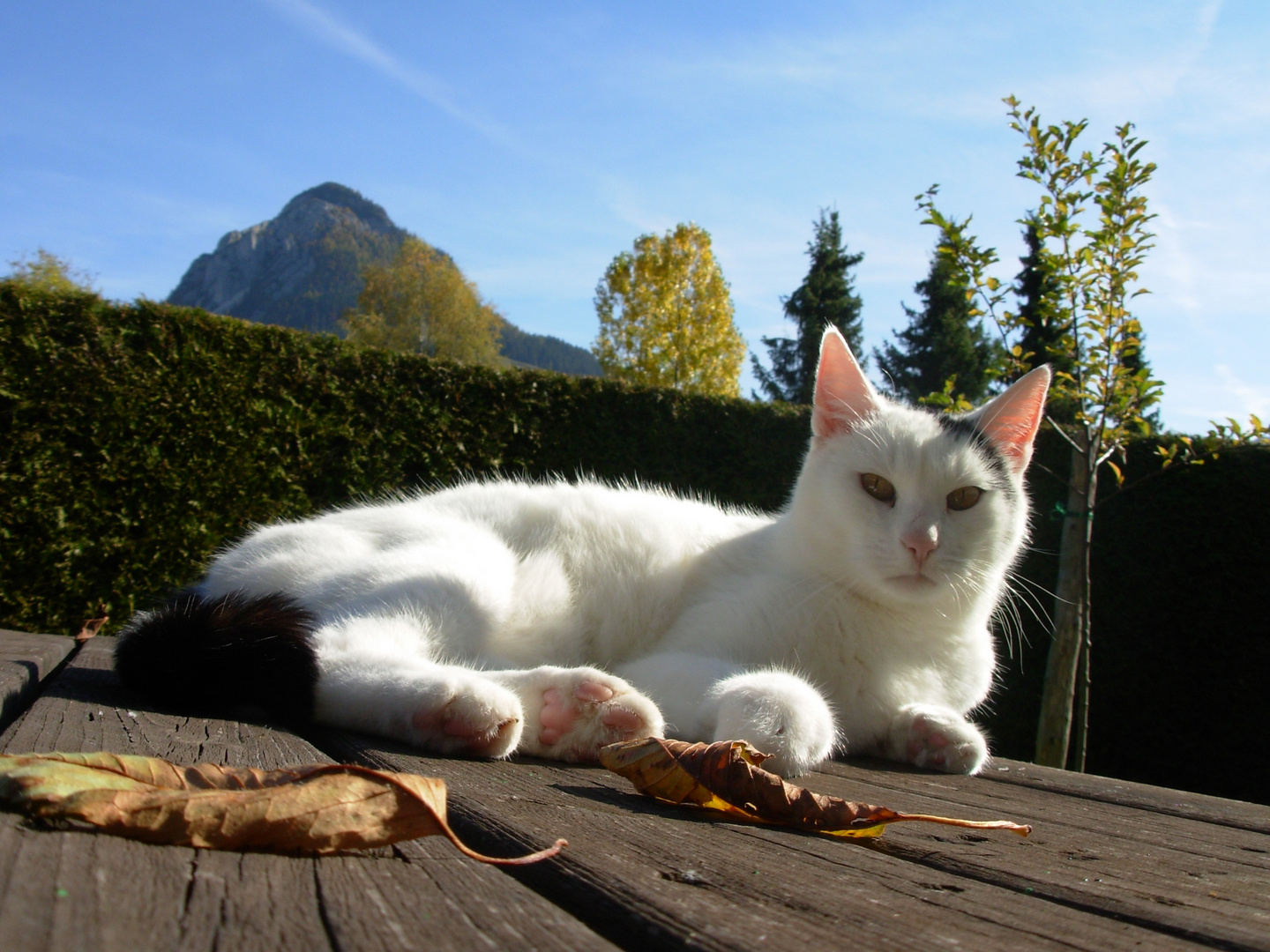 Schnurli im Herbst