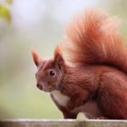 Schnurpseliger Terrassenbesuch