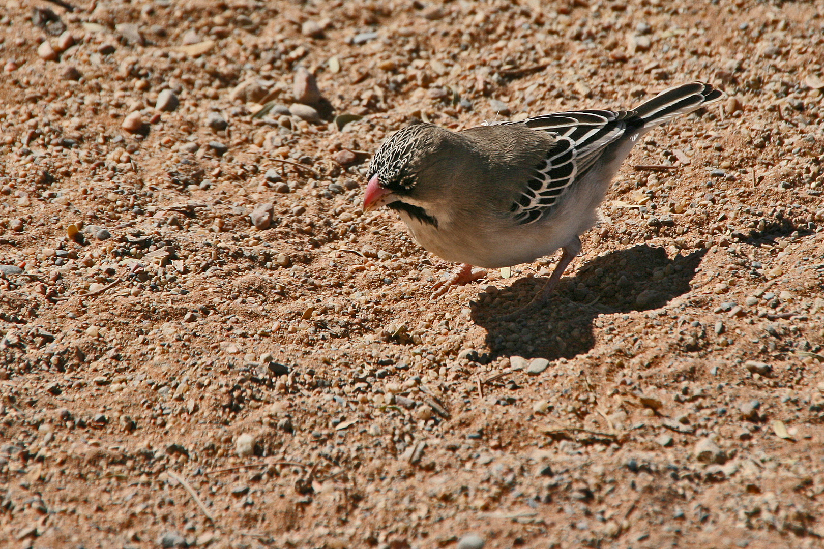 Schnurrbärtchen