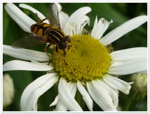 Schnurrbartträger!?