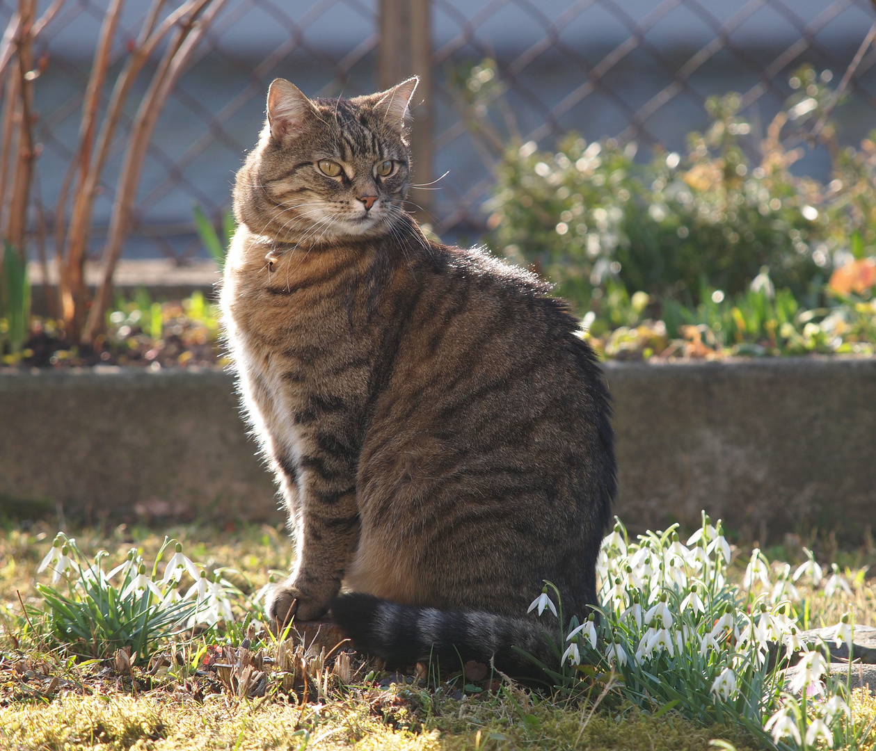 Schnurrli spürt den Frühling