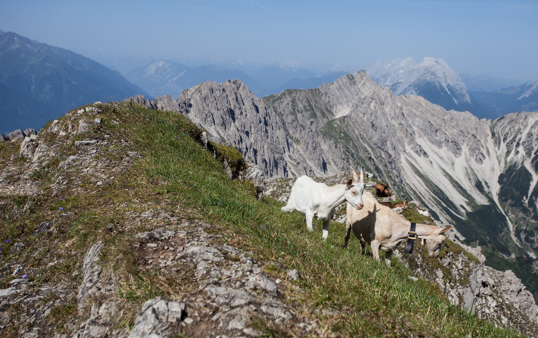 Schnurrli und Burli