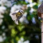 Schnurstrax auf die Kleinen