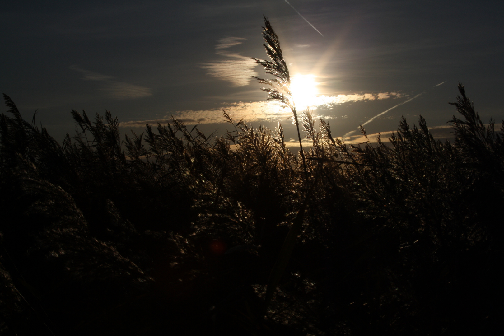 Schobüll Nordsee 2